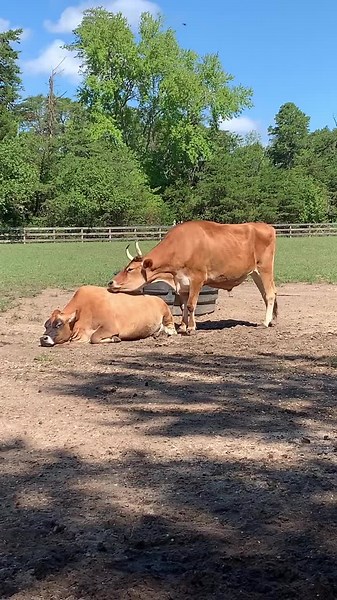 344K views · 3.8K reactions | Grooming is an important behaviour for cattle. It helps them to keep a healthy coat and skin by removing dirt and parasites, it’s also important to their social structure. Cattle groom themselves and their herd mates by licking. This is called allogrooming, it is both a way to establish individual bonds between members of the group and also enhances overall unity in the herd. | Freedom Farm Animal Rescue | Facebook