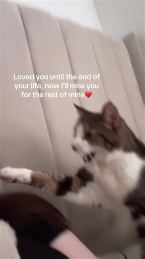 Coping with Pet Loss: Understanding Grief and Healing