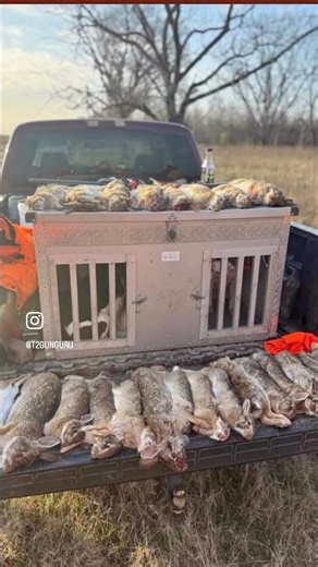 Hunting up 30+ rabbits. #ladieslovecountryboys #livingofftheland #rabbithunting