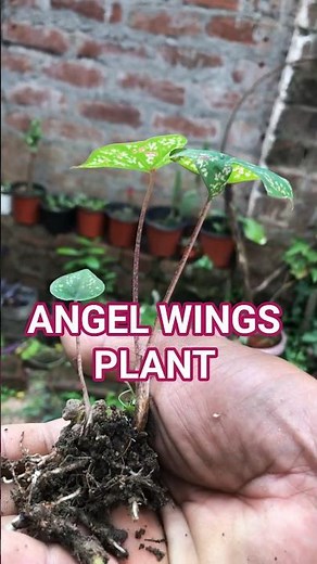 How to safely move Caladium from ground to pot #caladiumplant #repotting #shorts