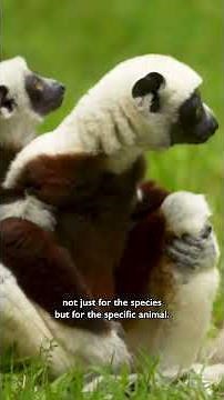 The most endangered group of mammals finds sanctuary at the Duke Lemur Center