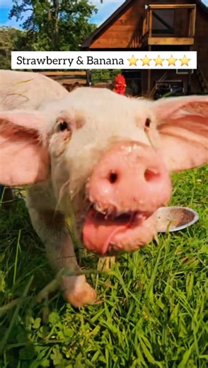 42K views · 3.5K reactions | Strawberry & Banana! 磻 We brought out a drip pan today for Nelson.  Thank you, Catherine Miranda for sponsoring Nelson's smoothie for today! You made him very happy! ❤️ | Sisu Refuge | Facebook