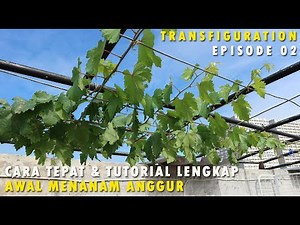 Anggur Transfiguration Eps 02 Cara Tepat Perawatan Awal Menanam Anggur