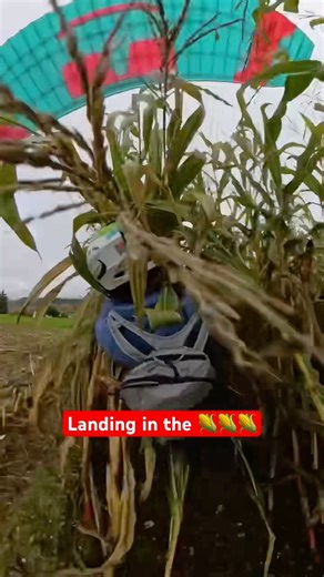 Paragliding Crash landing in a Cornfield 🌽