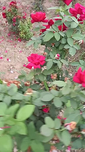 Videoclipuri postate de sandudorin29 (@sandudorin29) cu sunet original - Valicu CVV