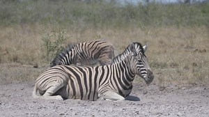 Free Animal Videos: 4K & HD | No Watermark | Download Now