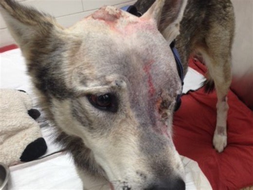 Husky survives after being shot in the head with an arrow