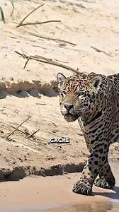 Jaguar VS Leopard, the Ultimate Fight #animals #Jaguar #Leopard #fight #jungle