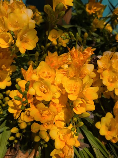 The freesia is a colorful, funnel-shaped flower famous for its strong, citrusy scent and unique horizontal stems. Native to South Africa and grown from corms, it symbolizes trust and friendship, making it a favorite for perfumes and floral arrangements. #Freesia #Spring #Garden #Flowers