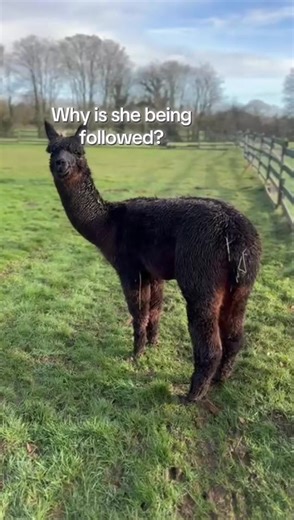 On alpaca time 🦙 🕰️ #alpacalife #alpacalove #farmlifeuk #farmdays #countryliving