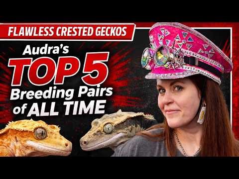 Audra’s Top 5 Crested Gecko Pairings of ALL TIME (10 Years of Breeding!)