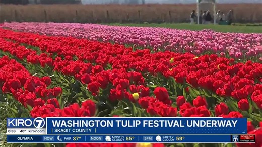 Video: Washington tulip festival underway