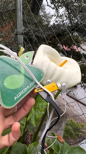 Madis Agromusic on Instagram: "¿A ti te gustan los alcatraces? Los impulsos bioelectricos son transducidos en sonido #musicadelasplantas #madisagromusic #sonidodelasplantas #alcatraz #aparatoparaescucharlasplantas"