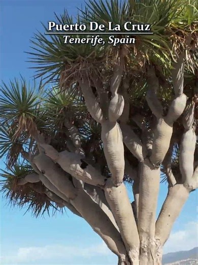 Puerto de la Cruz magic #tenerife #travel #explore