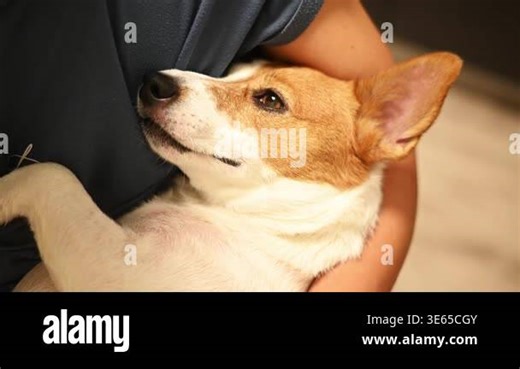 dog resting in human arms, eyes partially closed, calm and relaxed dog, closeup indoor pet scene, hands holding Jack Russell Terrier gently, warm and cozy lifestyle, intimate pet moment Stock Video Footage - Alamy