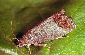 Codling moth - Alchetron, The Free Social Encyclopedia