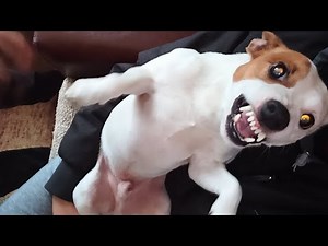 ANGRY Jack Russell Terrier