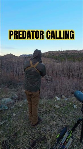 Predator Calling Sequence. Early season Bear Hunting. Predator call is a great tool #bears #bowhunti