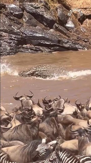 Crocodile Attacks Wildebeest Crossing Mara River #wildlife #animals #shorts