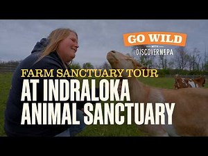 GO WILD with DiscoverNEPA: Farm Sanctuary Tour at Indraloka Animal Sanctuary | Dalton, PA