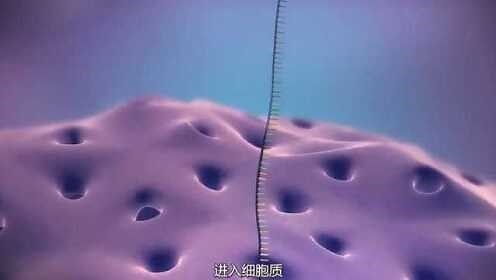 160秒了解DNA如何转变为蛋白质，3D全过程演示