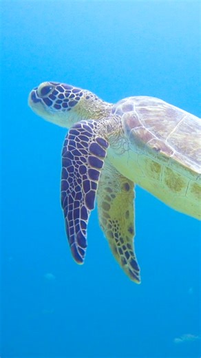 👏 Turtles 👏 are 👏 the 👏 best! 🐢 👇 Sea turtle nesting season is still going strong, so help us celebrate World Turtle Day by keeping these important points in mind: 1. Please leave turtles alone. Any human interference (foot traffic, handling turtles, or even getting too close to them) can cause them unnecessary stress. 2. Keep beaches clean and free of beach furniture (chairs, stretchers, tents, etc.). 3. Close any human-made holes and flatten sandcastles. 4. Avoid using any lights on or n