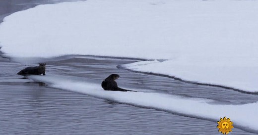 Nature: River otters