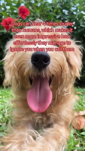 Can’t hear you… too busy being adorable 🐾✨.. I'm good here #dogsofyoutube #schnoodle #goldendoodle