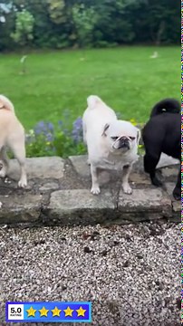 Why owners are completely obsessed with the charming Brussels Griffon