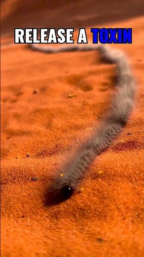 Hairs on Hairy Caterpillars: First Aid for Urticating Hair Reactions