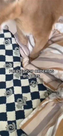 Cat Making Biscuits: Hilarious Compilation