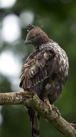 Eagle 🦅 | Eyes of the Sky