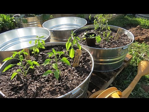 Growing Large Vegetable Plants in Containers: Set Up, Soil Mix, Planting Tomatoes & Peppers