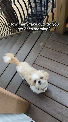 Dog trick that fools everyone watching