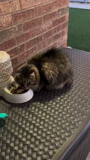 Chubby vs Catnip: Epic Fail in 20 Seconds! 🐱🌿 (Unimpressed Stray Cat) 😂 Meet Chubby the stray: I interrupt her breakfast with a premium catnip toy. She sniffs… chuffs… then looks at me like I offered her kale. Zero reaction, keeps eating, finally just walks off. Peak “not worth my time” energy. Tag your stone-cold feline, like if your cat is also immune, and follow for daily Chubby content! #CatnipFail #UnimpressedCat #ChubbyTheStray #CatHumor #NopeCat | The Roaming Prepper