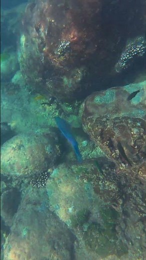 Snorkeling in Paradise 🌊🐠 | Tropical Underwater World #snorkeling #diving