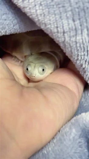 Adorable Turtles: Nature's Lovable Creatures