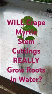 Grow a CREPE MYRTLE Bonsai from Stem Cuttings in Water! #crepemyrtle