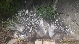 Porcupine family #wildanimals #wildlife #porcupine #africa | Kruger Magazine
