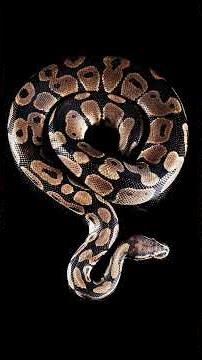 python 💝🔥 #coding #frontendcourse #pythonanddjangofullstackwebdeveloper #webdevelopmenttutorial #pro