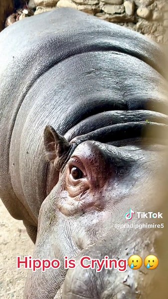 Hippopotamus Crying at the Zoo