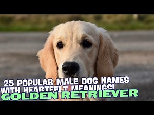 25 Popular Male Golden Retriever Names with Heartfelt Meanings