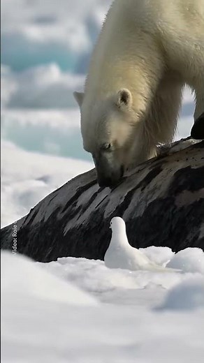 Le rare e sconvolgenti immagini di un orso polare che si nutre di un capodoglio nell’Artico