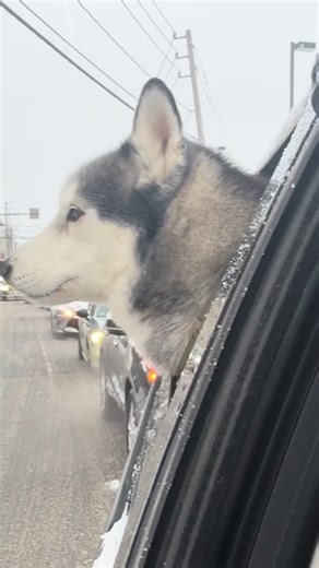 When you need to whine for no reason. #huskiesoftiktok #husky #fyp #dogsoftiktok
