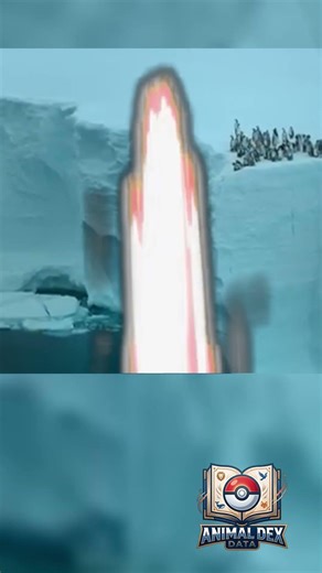 El Pingüino Emperador.