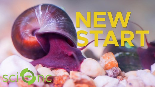 38K views · 790 reactions | The Magnificent Ramshorn snail is only...