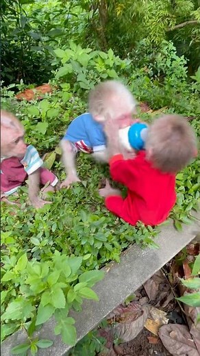 The baby monkeys are fighting over each other's milk bottles.