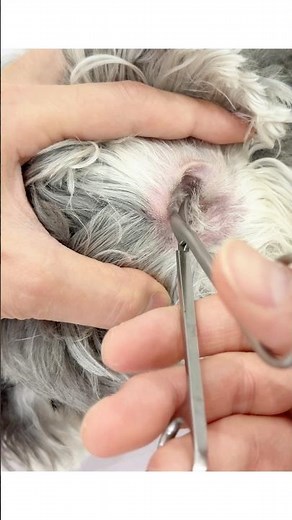 【シュナ】耳毛はハサミで切ります✂️-#トリミング#トリマー