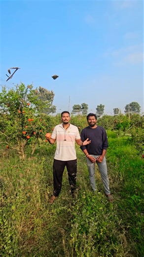 ప్రవీణ్ వాళ్ళ ఊరిలో దానిమ్మకాయ తోట చూద్దాంము || మొత్తం 35 ఎకరాల వరకు వేసి ఉన్నారు #viral #trending