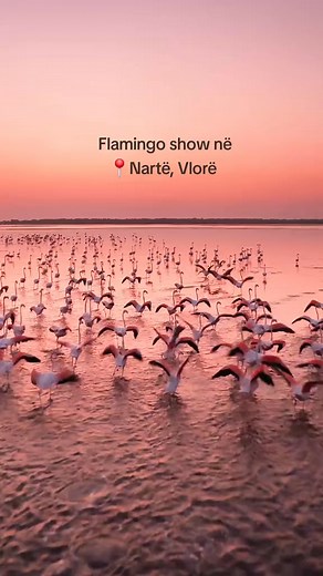 Magji nga Flamingo 😍 📍Nartë, #Vlorë. 🇦🇱 📽️ Olsi Meraj | Rilindje